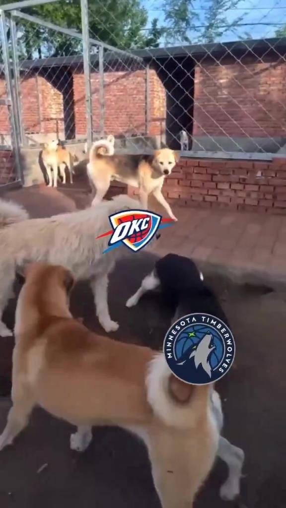 太有活了！美媒恶搞：狗王雷霆吓退掘金灰熊，把森林狼按地上